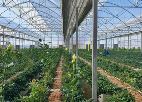 پروژه گلستان حصار گلی پارسیان سیستم تهویه گلخانه ای